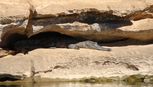 Australien Geiki Gorge Suesswasserkrokodil