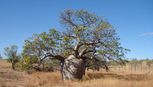 Baob Tree