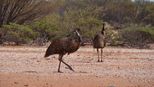 Emus