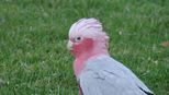 Galah Kakadu