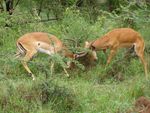 Impala beim Kampf