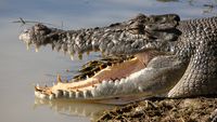 Kakadu N.P. Salzwasserkrokodil 01