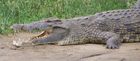 Krokodil zeigt die Zahne