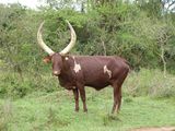 ankole rind1