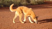 dingo