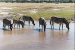 etosha03zebra 01