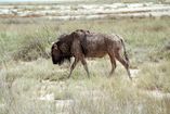 etosha13 gnu 01