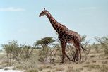 etosha15 gir 01