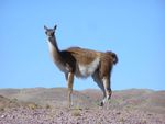 guanaco