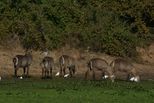 mana pools2