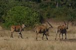 mana pools3