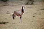 mount etjo antilope 01