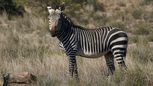 mountain zebra1