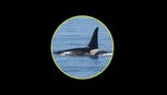 orca im kreis 02