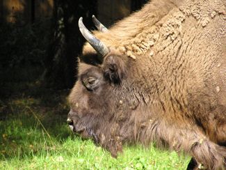 tiere bialowieza1  2