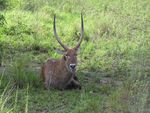 wasserbock