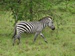 zebra